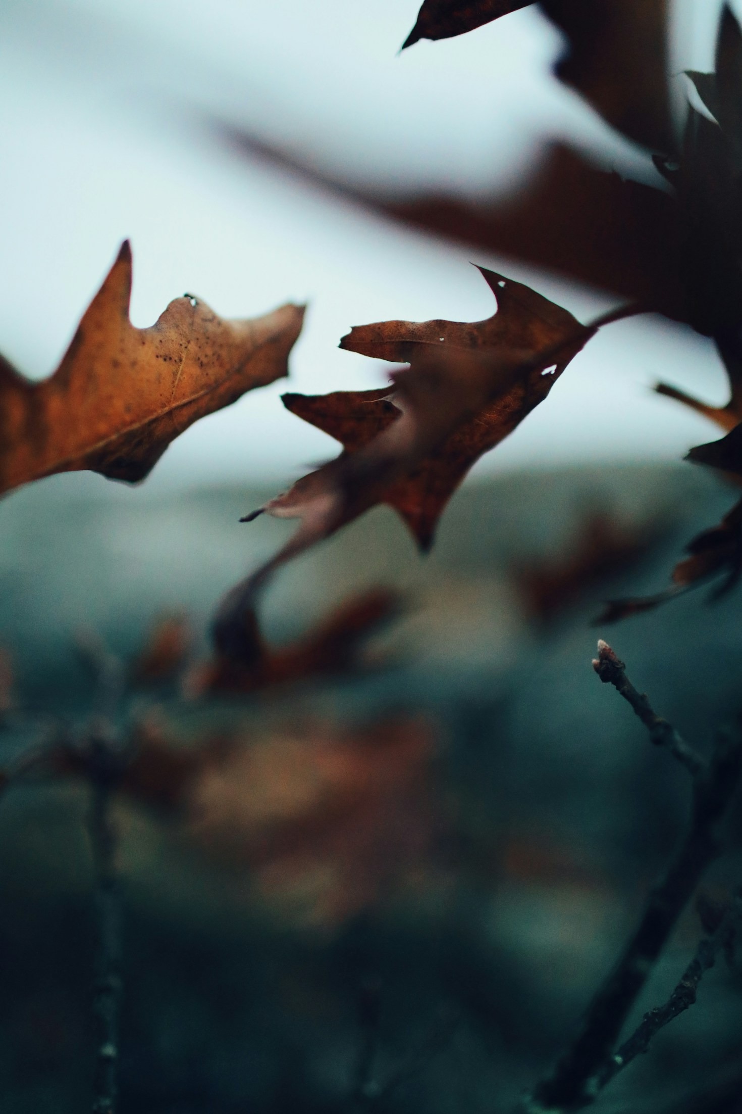 Overcoming Challenges with Grace and Gratitude